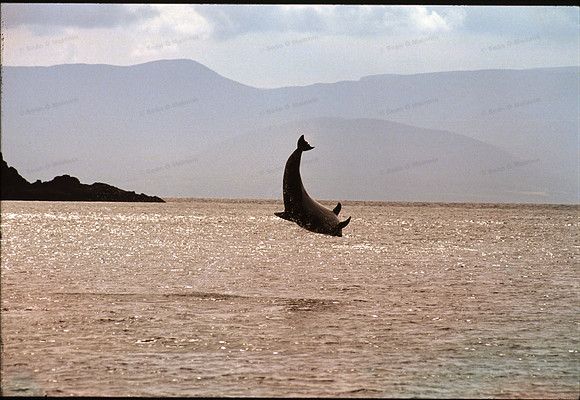 01 Dolphin Iveragh