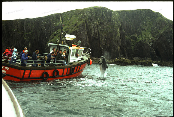 02 Dolphin Midnight Sun