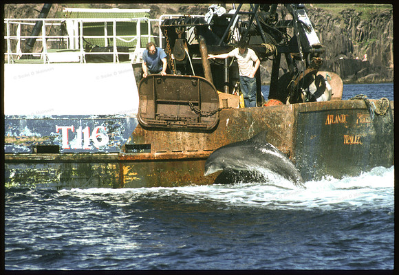 03 Dolphin Atlantic Trawler