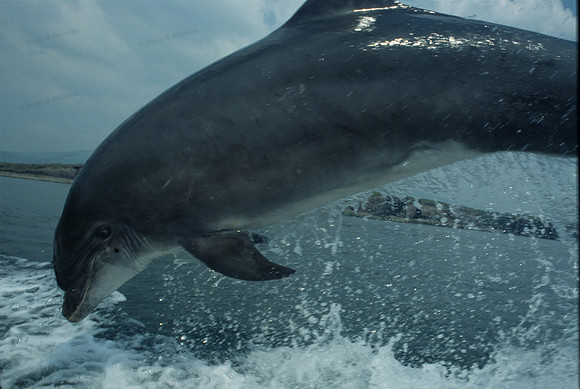 06  Dolphin off Slaidin