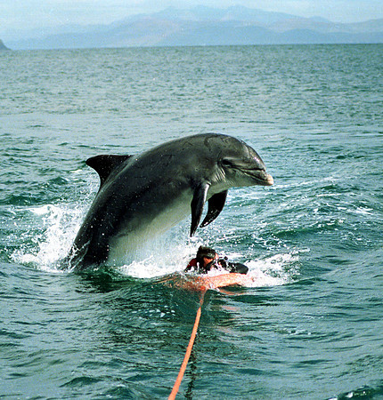 11 Dolphin over diver