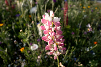 ANNETTE'S GARDEN 2026-1000164