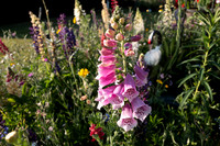 ANNETTE'S GARDEN 2026-1000165