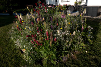 ANNETTE'S GARDEN 2026-1000167