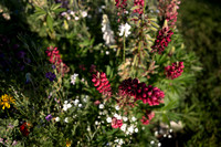 ANNETTE'S GARDEN 2026-1000171