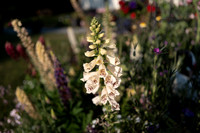 ANNETTE'S GARDEN 2026-1000169