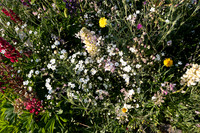ANNETTE'S GARDEN 2026-1000173