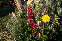 ANNETTE'S GARDEN 2026-1000175