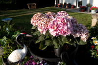 ANNETTE'S GARDEN 2026-1000178