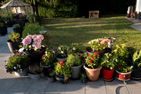 ANNETTE'S GARDEN 2026-1000181