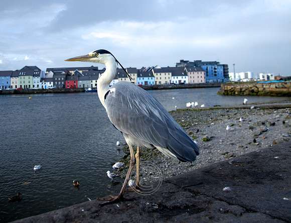 Cladagh_2011-06-22