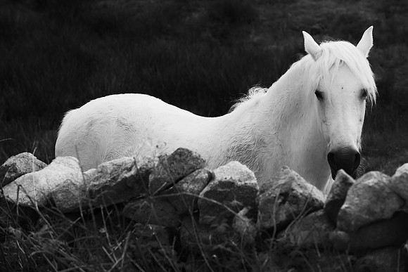 Pony