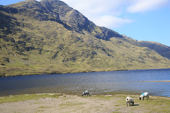 DOOLOUGH SHEEP HOT-0075