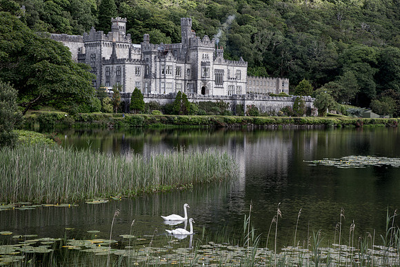 80 Kylemore swans