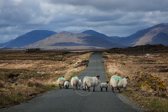 sheep_24x16