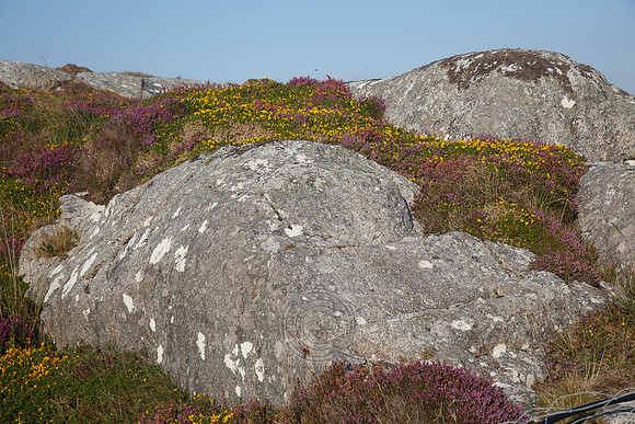 CONNEMARA ROCK HEATHER-0144
