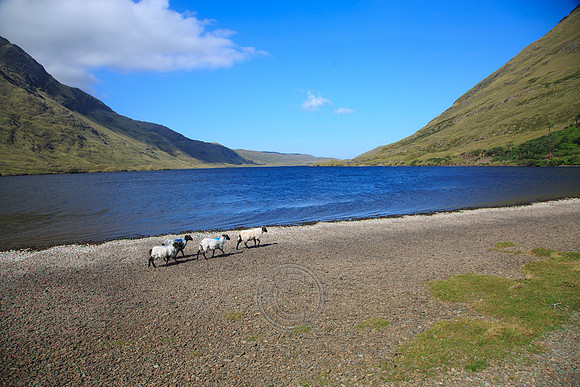 DOOLOUGH SHEEP HOT-0047