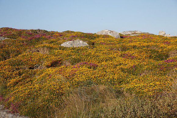 CONNEMARA ROCK HEATHER-0142