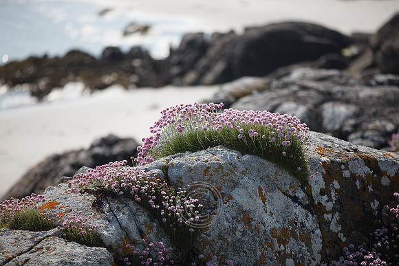 Tismeáin-0631