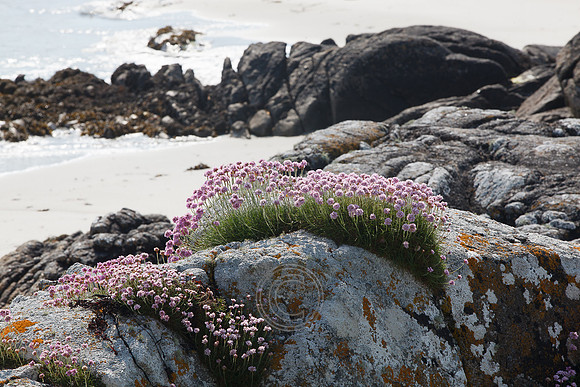Tismeáin-0632