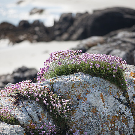 Tismeáin-0631-Edit