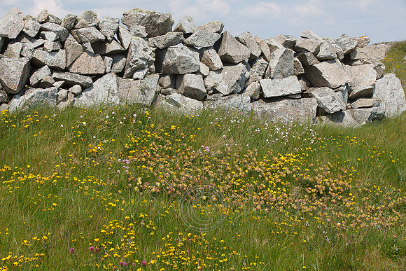 Tismeáin-0628