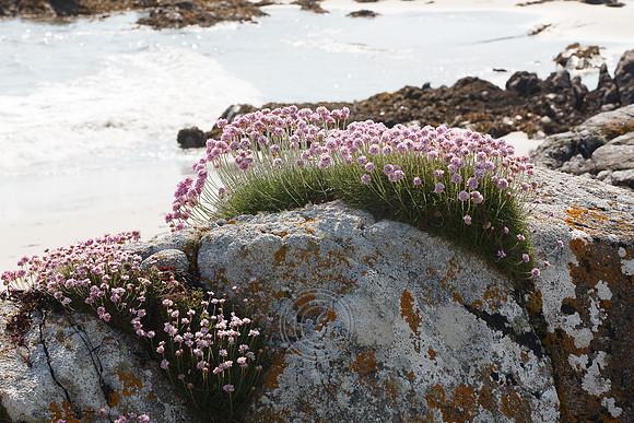 Tismeáin-0633