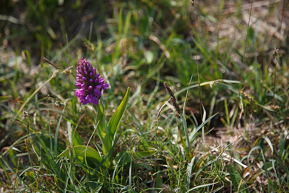 Tismeáin-0636