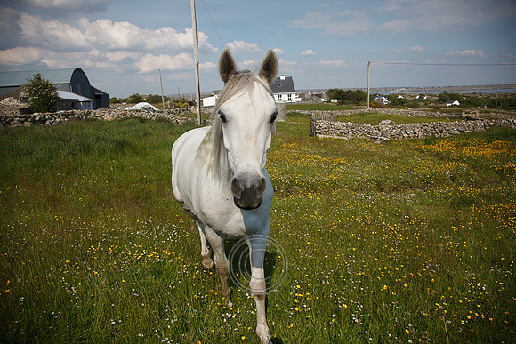 Tismeáin-0651