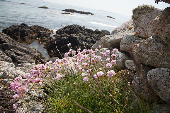 Tismeáin-0584