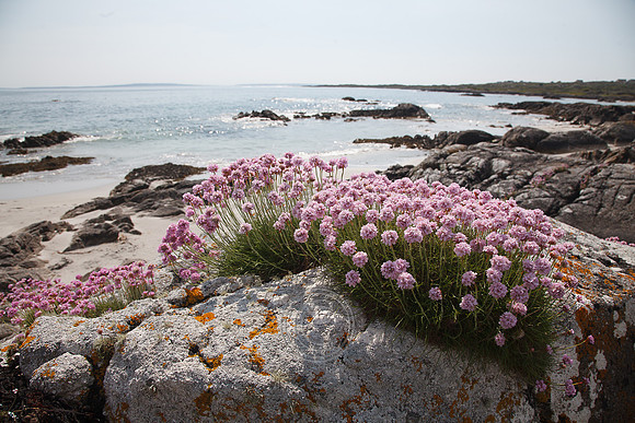 Tismeáin-0591