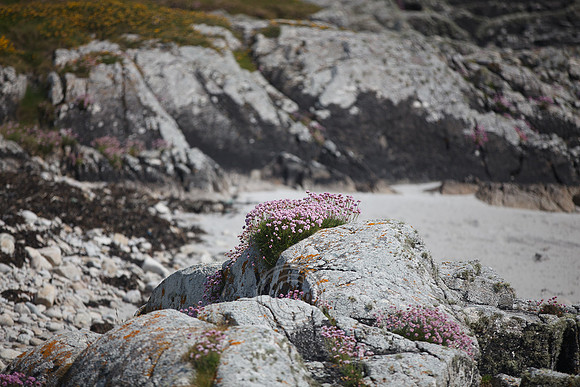 Tismeáin-0596