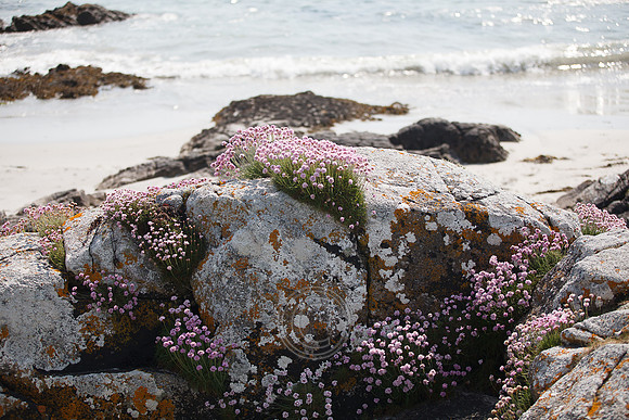 Tismeáin-0597