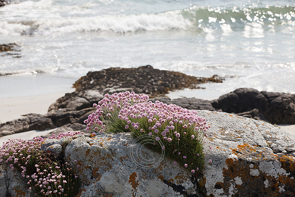 Tismeáin-0599