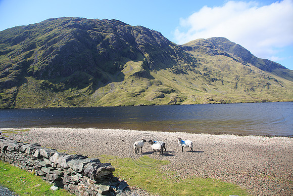 DOOLOUGH SHEEP HOT-0042