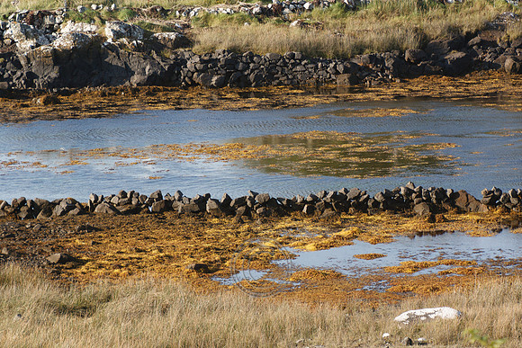 CONNEMARA SHORE DONKEY-0137
