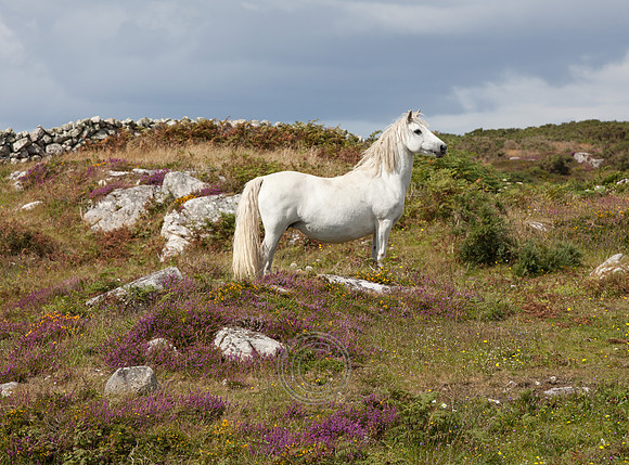 DoilinPony