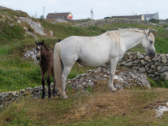 Pony-6070024-June