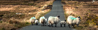 sheep 605x185