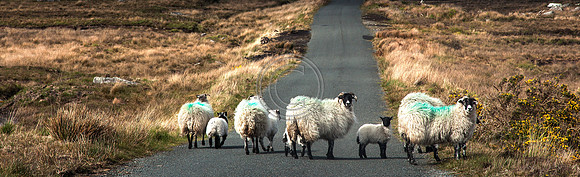 sheep 605x185