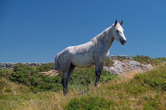 Samhradh-9756