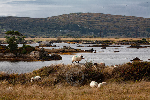 Conamara Éagsuil-0037