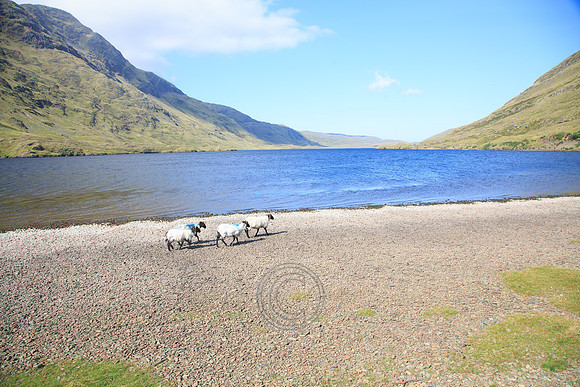 DOOLOUGH SHEEP HOT-0046