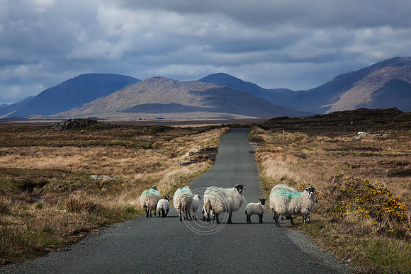 Black-face Connemara Mountain sheep