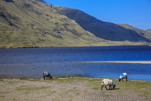DOOLOUGH SHEEP HOT-0072
