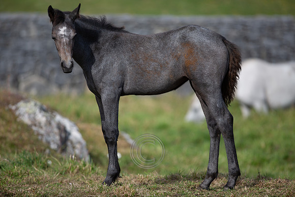 Conamara July-0018