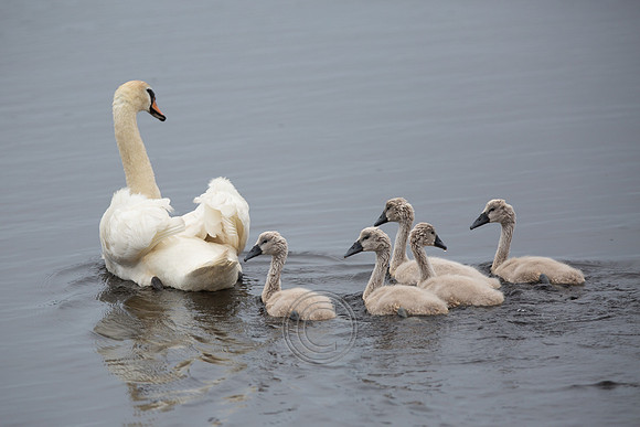 Eallaigh Swans-0630