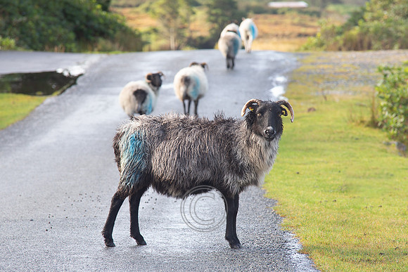 Currarevagh House -0297