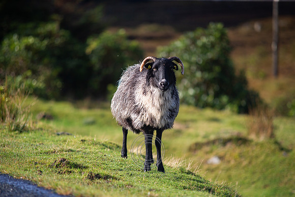 Sheep Seanaphéistin-0330
