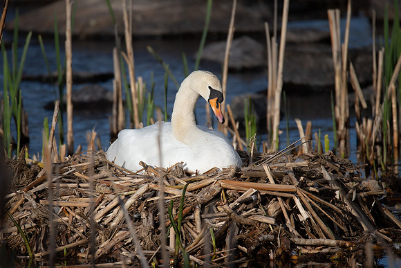 Swan Eala-33